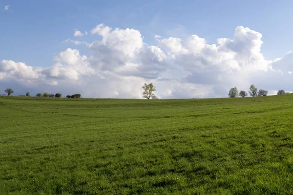 Herbe Sur Prairie Jour Coup Temps — Photo