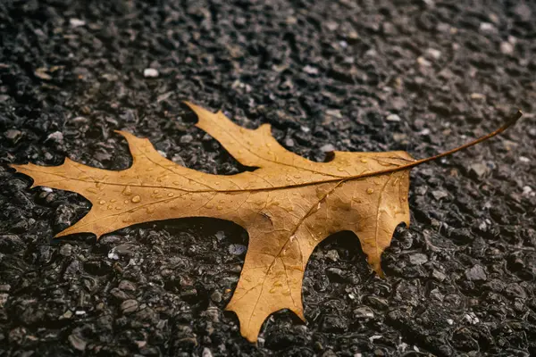 아스팔트 표면의 단풍나무 — 스톡 사진
