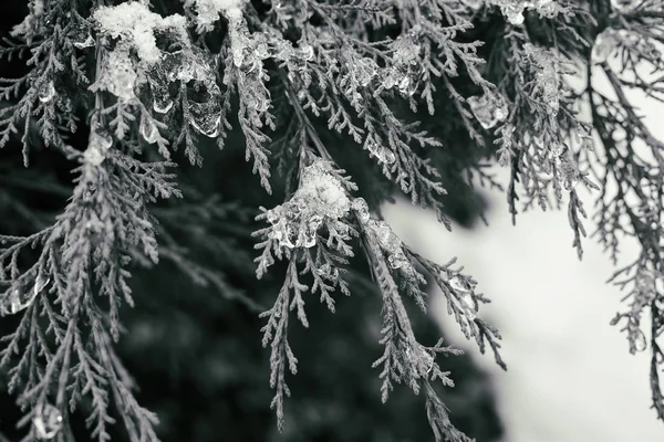 Ветви Сосны Льдом Снег Крупным Планом — стоковое фото