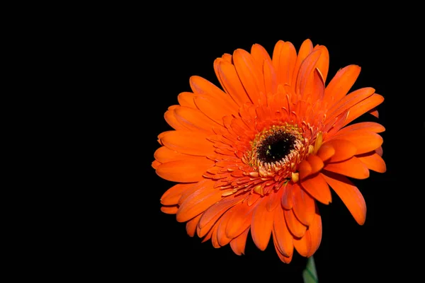 Bunte Gerbera Dunklen Hintergrund — Stockfoto