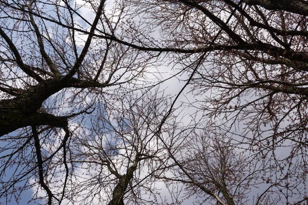 나무숲 슬로바키아 — 스톡 사진
