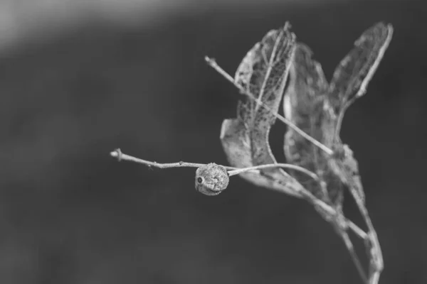 Twig Planta Seca Con Hojas Blanco Negro —  Fotos de Stock