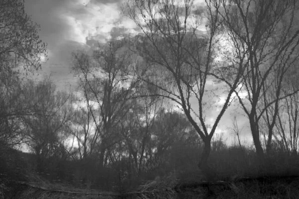 Foto Preto Branco Uma Árvore Floresta — Fotografia de Stock