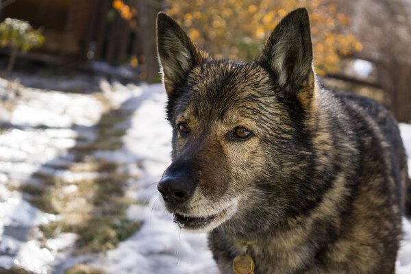 Крупный план старого серого пса зимой
