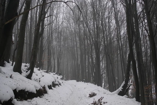 Árboles Invierno Bosque Eslovaquia —  Fotos de Stock