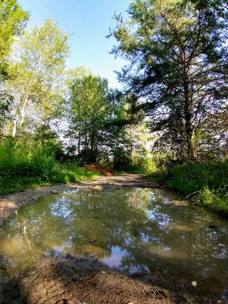 Day Time Shot Forest Slovakia — Stock Photo, Image