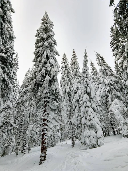 Alberi Invernali Nella Foresta Slovacchia — Foto Stock