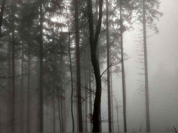 Jour Prise Vue Forêt Slovaquie — Photo