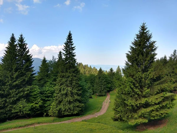 Schöne Landschaft Mit Tannen Der Slowakei — Stockfoto
