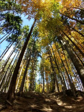 Güneşli bir günde ormandaki ağaçlar