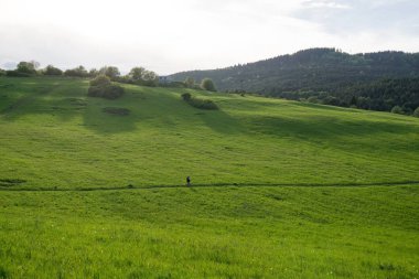 Ağaçlar ve manzaralı çayırda puslu bir sabah. Slovakya