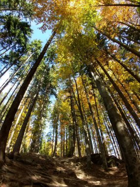 Slovakya 'da yaz ağaçları