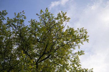 Slovakya 'nın gündüz çekim yeri