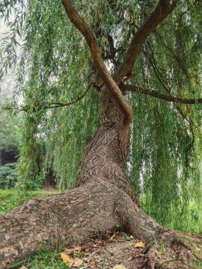 Güneşli bir günde ormandaki ağaçlar