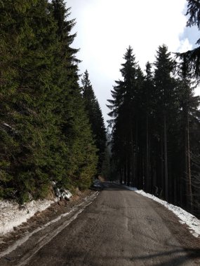 Slovakya 'da yaz ağaçları