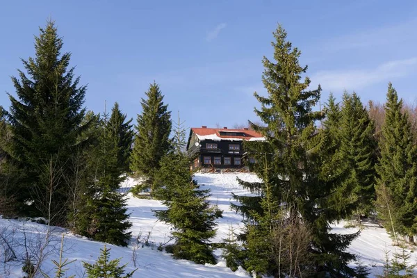 Vinterträd Skog Slovakien — Stockfoto