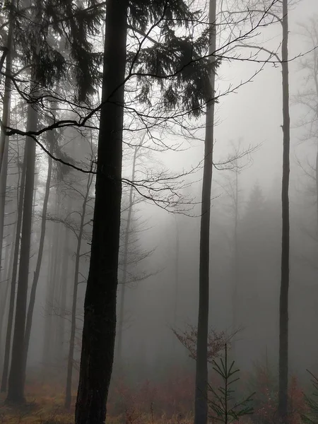 Árvores Tempo Verão Floresta Eslováquia — Fotografia de Stock