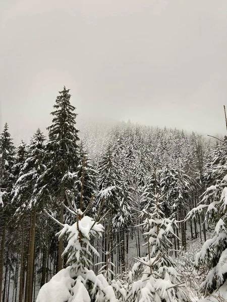 Vista Dall Alto Della Foresta Alberi Nebbiosi Sotto Manto Nevoso — Foto Stock