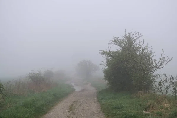 Dagtid Skott Skog Slovakien — Stockfoto