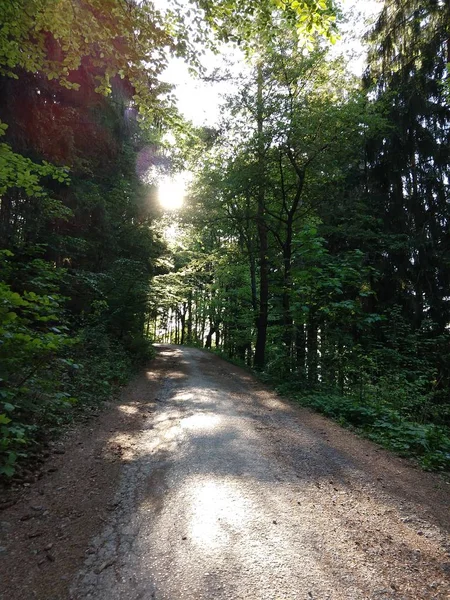 Summer Time Trees Forest Slovakia — Stock Photo, Image