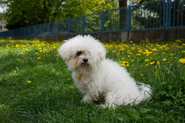 Netter Weißer Hund Park — Stockfoto