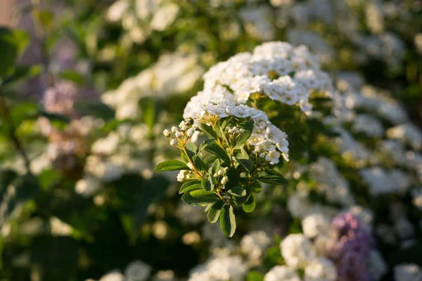 Color Flores Primer Plano Disparo — Foto de Stock