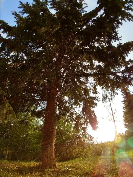 Árvores Tempo Verão Floresta Eslováquia — Fotografia de Stock