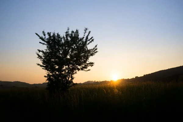 Giorno Colpo Foresta Slovacchia — Foto Stock