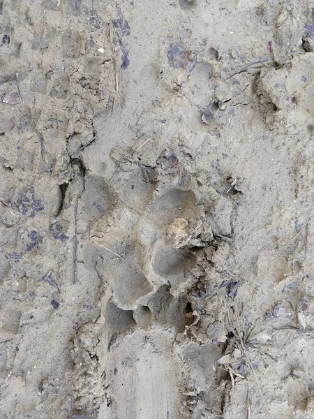 Animal footprint on ground with grass