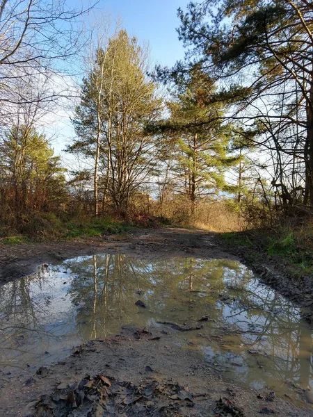 Puddle Bláta Lesní Cestě — Stock fotografie