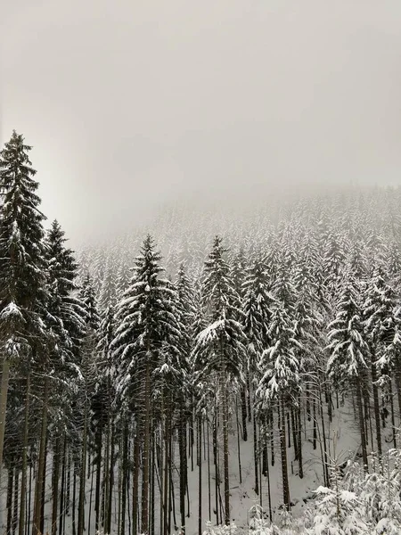 Vista Desde Arriba Del Bosque Arbóreo Nublado Bajo Cubierta Nieve — Foto de Stock