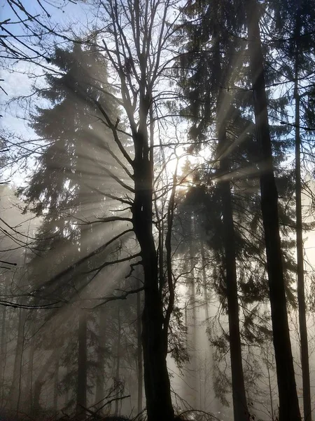 Arbres Heure Été Forêt Slovaquie — Photo