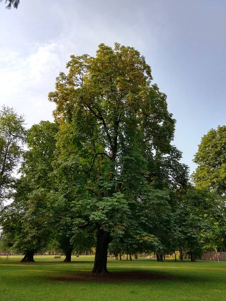 Träd Skogen Solig Dag — Stockfoto