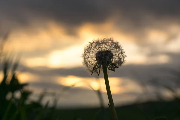 白いタンポポで緑の牧草地閉じるショット — ストック写真