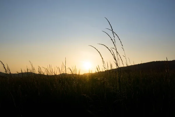 Giorno Colpo Foresta Slovacchia — Foto Stock