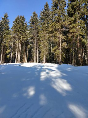 Slovakya, ormandaki kış ağaçları