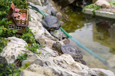 Dekoratif ev ve kaplumbağalar arka planda, kapatın. 