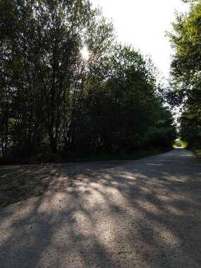 Güneşli bir günde ormandaki ağaçlar