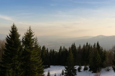 Slovakya 'da ormandaki kış ağaçları