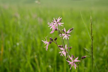 Çayırın gündüz görüntüsü 