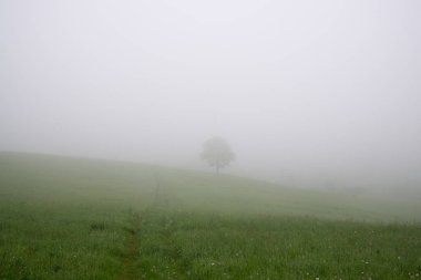 Ağaçlar ve manzaralı çayırda puslu bir sabah. Slovakya