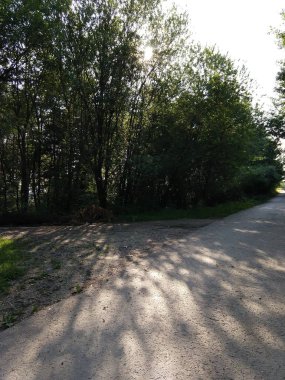 Güneşli bir günde ormandaki ağaçlar