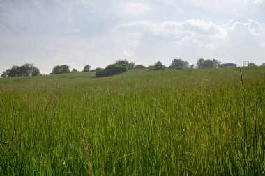 Mavi gökyüzü ve yeşil çayırların gündüz görüntüsü 