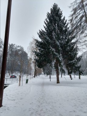 Karlı kış ormanı. Gündüz çekimi