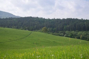 Mavi gökyüzü ve yeşil çayırların gündüz görüntüsü 