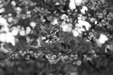 İlkbaharda açan kiraz ağacı