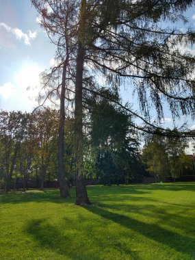 Güneşli bir günde ormandaki ağaçlar