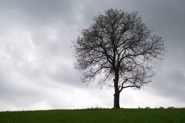 Yeşil yapraklı ağaç, gündüz vakti çekilmiş.