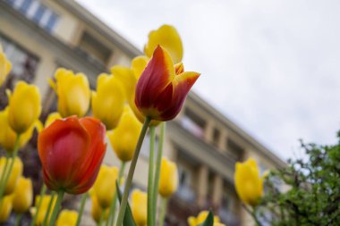 Renk çiçek atış kapatın