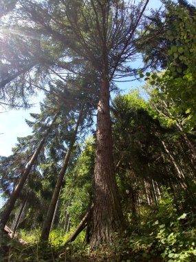 Slovakya 'da yaz ağaçları